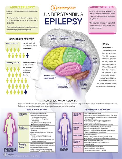 Epilepsy Brain Diagram