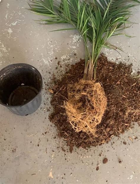 How To Tell When Its Time To Repot Your Majesty Palm Garden For Indoor