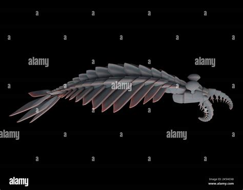 Vista medial de la canadensis de Anomalocaris desde el período medio de