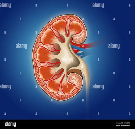Anatom A Del Sistema Urinario Fotograf As E Im Genes De Alta Resoluci N