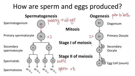 Cell Division For Reproduction Example 4 Video Biology Ck 12 Foundation