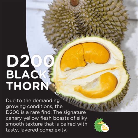 Types Of Durian In Singapore And Tips For Choosing Fresh Ones