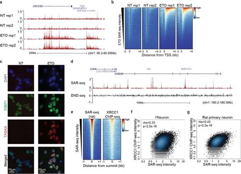 Mapping Regions Of Dna Damage And Repair In Neurons A Genome Browser