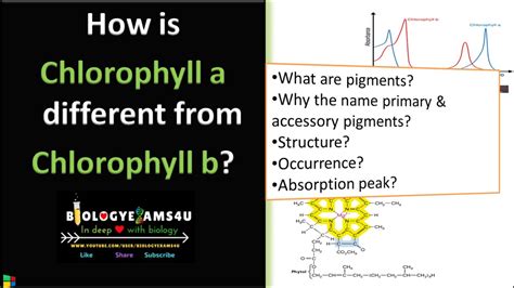 Do Mosses Have Chlorophyll A And B? Best 28 Answer - Musicbykatie.com