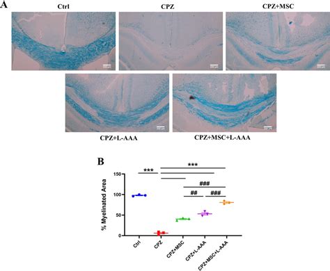 Myelin Content Was Assessed With Luxol Fast Blue Lfb Staining A The