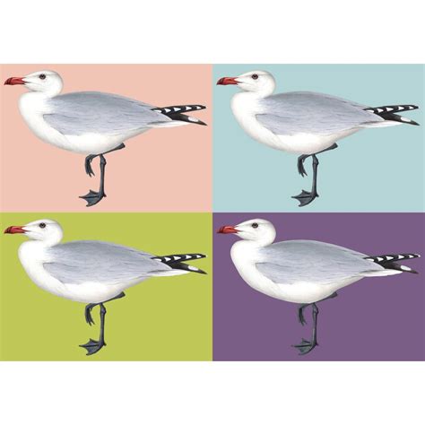 Audouins Gull Seagull Bird Tofujoe