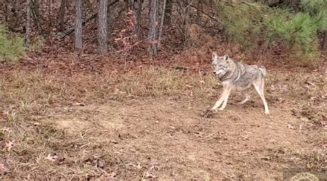 Arkansas' Ultimate Predator: A Trip Down The Trap Line For Coyote