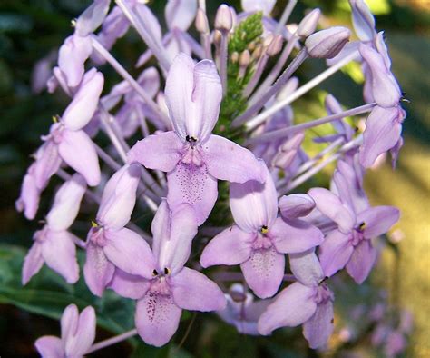 Pseuderanthemum Graciliflorum Flowers Of Pseuderanthemum G Flickr