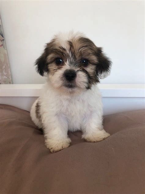 6 beautiful shih tzu cross Yorkie puppies for sale | in Ilford, London | Gumtree