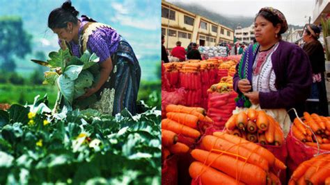 El Municipio De Almolonga En Quetzaltenango Produce Verduras Gigantes