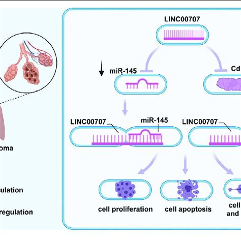 In Lung Adenocarcinoma Linc Participates In Mediation Of The