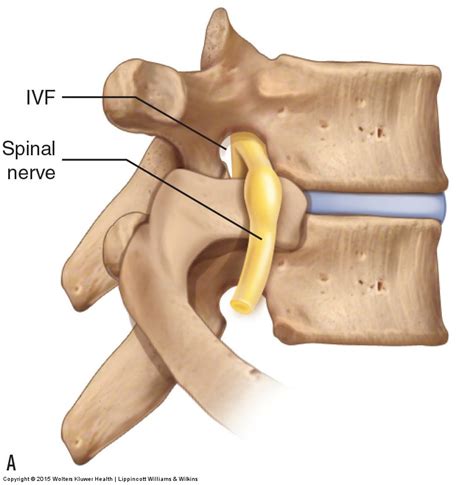 Lumbar Spinal Nerves