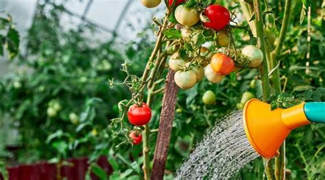 Comment Arroser Les Tomates Les Conseils Suivre Pour Avoir Des