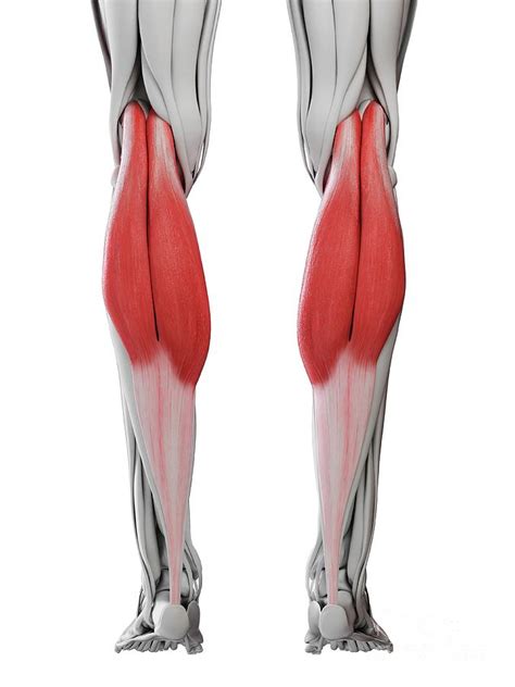 Gastrocnemius Muscle By Sebastian Kaulitzki Science Photo Library