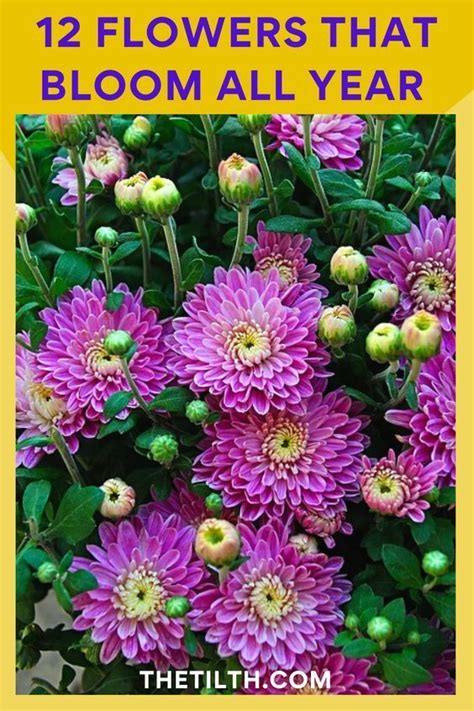 Flowers That Bloom All Year Roundthe Tilth Flower Garden Design