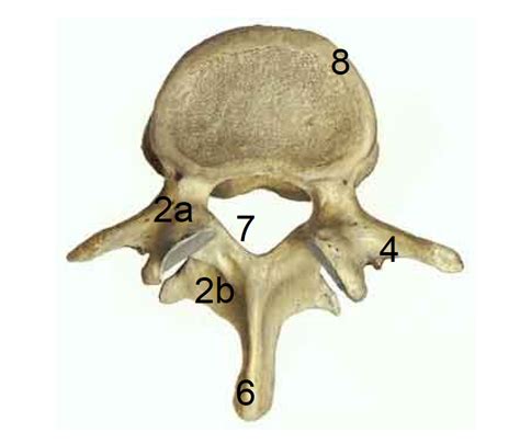 Vertèbre vue inf Diagram Quizlet