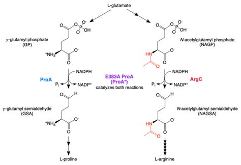 Reactions Catalyzed By Proa G Glutamyl Phosphate Reductase In Proline