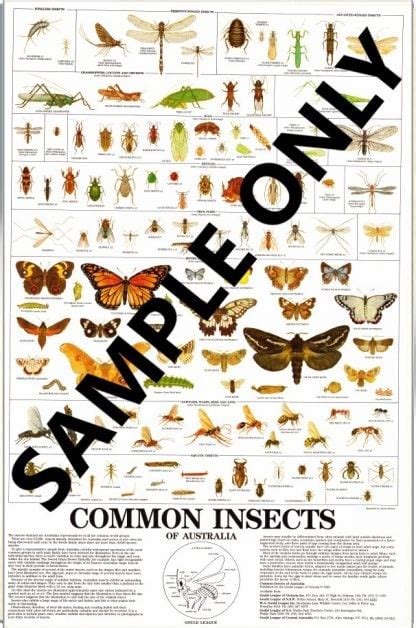 Common Insects Of Australia Poster Archive Gould League