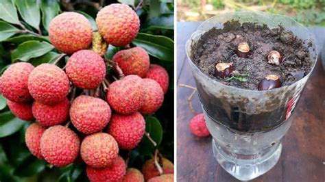 How To Grow Lychee From Seed Fast 100 And Simple Work At Home My