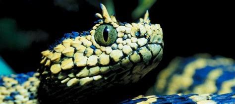 Matildas Horned Viper Atheris Matildae Is A Species Of Arboreal