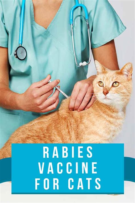 Rabies Vaccine For Cats: What Are The Side Effects And Is It Necessary?