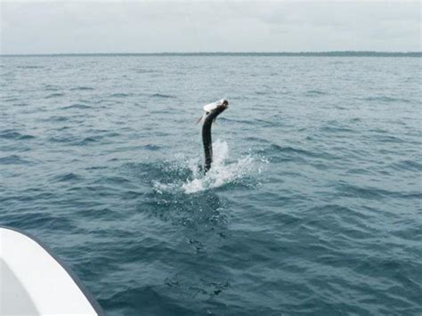 Tarpon Fishing Costa Rica - Book Your World-Class Tarpon Fishing Trip