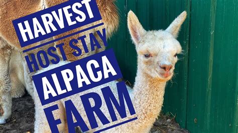 Blendon Pines Alpaca Farm Harvest Host Stay Tworetiredteachers YouTube