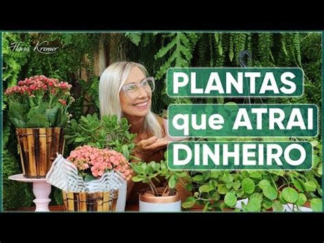 Quais são as cinco plantas que atraem dinheiro