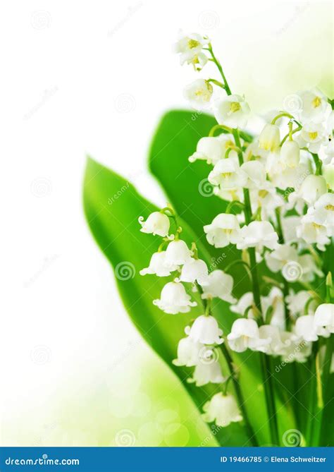 Lily Of The Valley Stock Image Image Of Medicine Flower 19466785