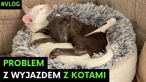 Problem Z Wyjazdem Z Kotami Bo Kot To Nie Zwierzak Domowy