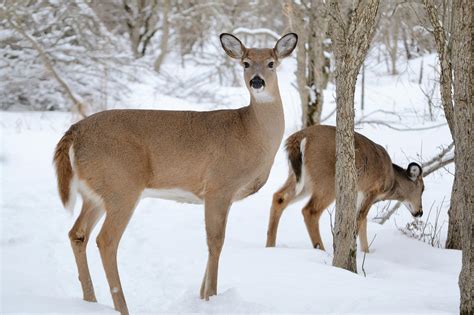 Ohio State Animal White Tailed Deer