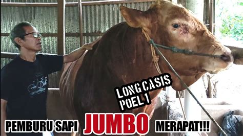 Pemburu Sapi Jumbo Merapat Long Casis P Youtube