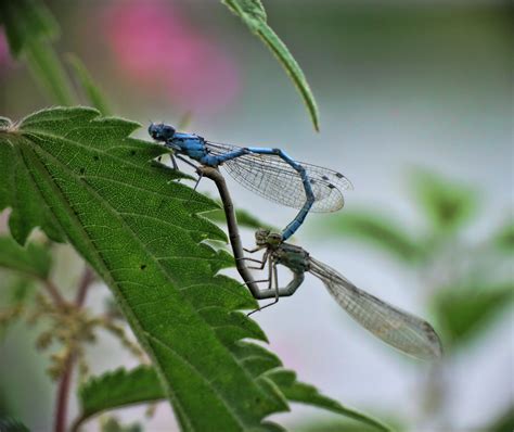 Free Images - dragonfly prey predator insect