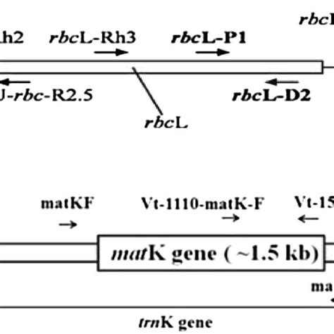 The Structure Of A Chloroplast Rbcl And Matk Genes And Annealing