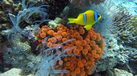 Hd Scuba Diving Red Sea Hurghada Egypt Dive Tauchen Im Roten Meer