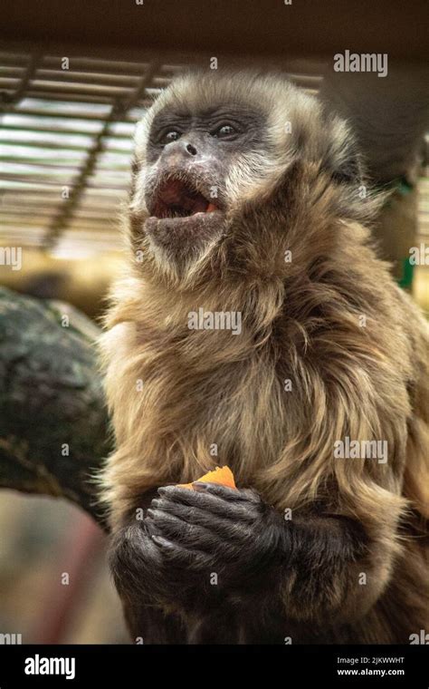 Tufted Capuchin Monkey Hi Res Stock Photography And Images Alamy