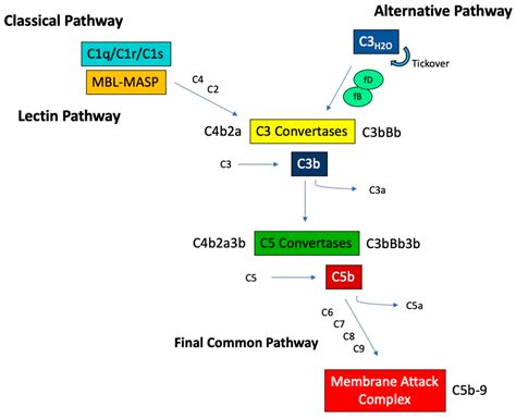 Jcm Free Full Text Expanding The Role Of Complement Therapies The