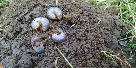 From ants to grubs: a comprehensive insect management guide for turf g