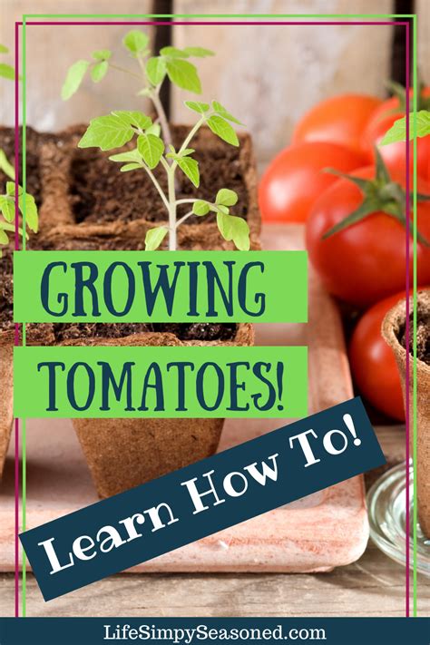 Square Foot Gardening Tomatoes Ideas To Try This Year Sharonsable