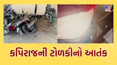 Ahmedabad પલડ વસતરમ કપરજન ટળકએ મચવય આતક કટલય લક