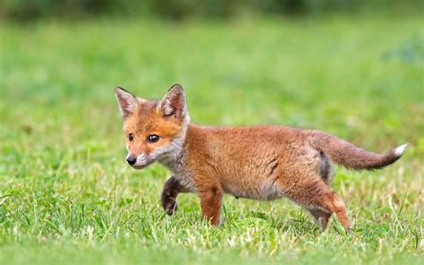 Fox Cub Wallpapers - Top Free Fox Cub Backgrounds - WallpaperAccess