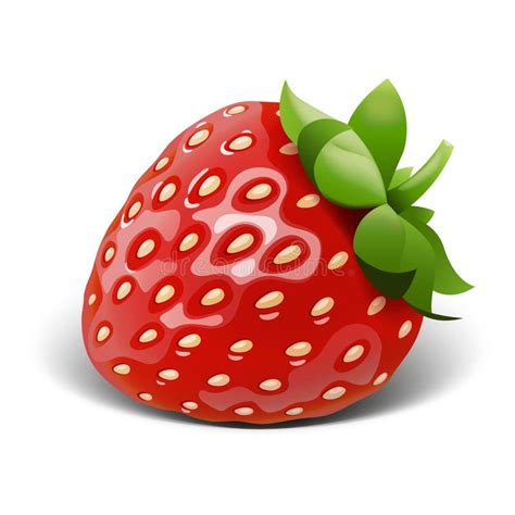 Strawberry Vector Stock Vector Illustration Of Leaf 51409342