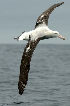 Wandering Albatross : Pictures.