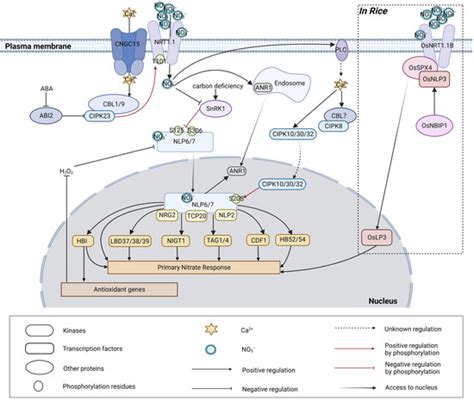 Ijms Free Full Text Finding Balance In Adversity Nitrate Signaling