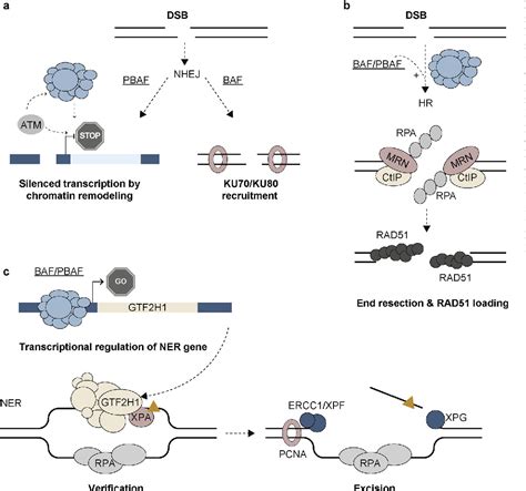 Table 1 From SWI SNF Complex Complexes In Genome Stability And Cancer