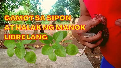 Gamot Sa Sipon At Halak Ng Manok Simpleng Backyard Buhay Probinsya