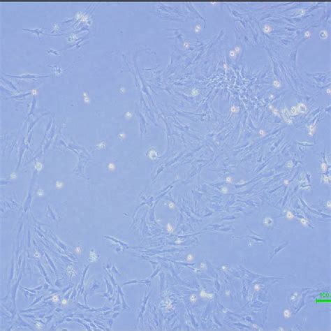 Rat Mesenchymal Stem Cells Download Scientific Diagram