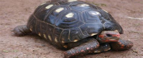 Qual a diferença entre jabuti cágado e tartaruga Ponto Biologia