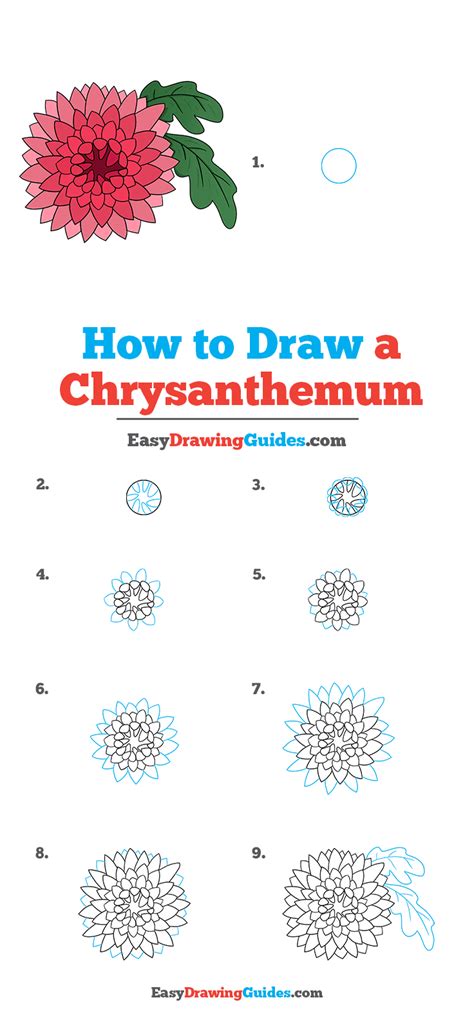 How to Draw a Chrysanthemum - Really Easy Drawing Tutorial