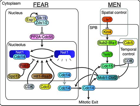 A Simplified Graphical Description Of The Men And Fear Pathways A